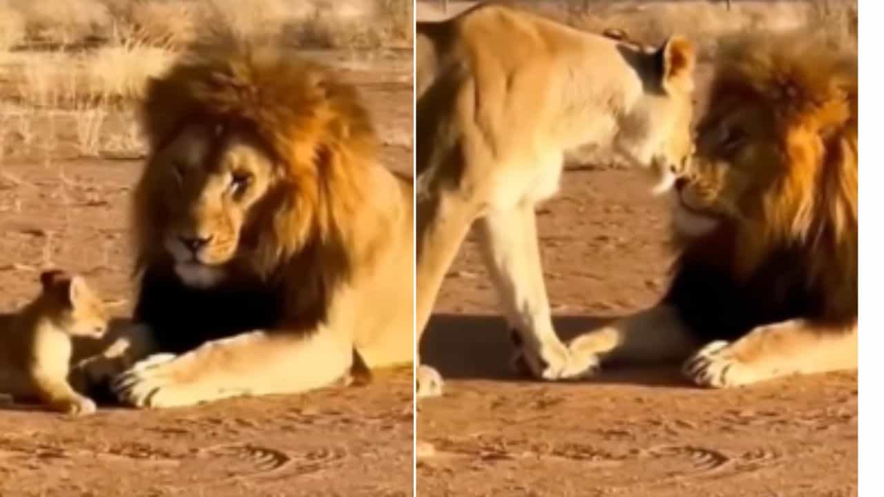 Funny Video: ਹਰਕਤਾਂ ਤੋਂ ਪਰੇਸ਼ਾਨ ਸ਼ੇਰ ਨੇ ਬੱਚੇ ਨੂੰ ਮਾਰਿਆ ਥੱਪੜ ਤਾਂ ਭੜਕੀ ਸ਼ੇਰਨੀ ਨੇ ਇੰਝ ਸਿਖਾਇਆ ਸਬਕ, ਲੋਕਾਂ ਨੇ ਦਿੱਤੇ ਮਜੇਦਾਰ ਕੁਮੈਂਟਸ Funny Video: ਹਰਕਤਾਂ ਤੋਂ ਪਰੇਸ਼ਾਨ ਸ਼ੇਰ ਨੇ ਬੱਚੇ ਨੂੰ ਮਾਰਿਆ ਥੱਪੜ ਤਾਂ ਭੜਕੀ ਸ਼ੇਰਨੀ ਨੇ ਇੰਝ ਸਿਖਾਇਆ ਸਬਕ, ਲੋਕਾਂ ਨੇ ਦਿੱਤੇ ਮਜੇਦਾਰ ਕੁਮੈਂਟਸ