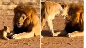 Funny Video: ਹਰਕਤਾਂ ਤੋਂ ਪਰੇਸ਼ਾਨ ਸ਼ੇਰ ਨੇ ਬੱਚੇ ਨੂੰ ਮਾਰਿਆ ਥੱਪੜ ਤਾਂ ਭੜਕੀ ਸ਼ੇਰਨੀ ਨੇ ਇੰਝ ਸਿਖਾਇਆ ਸਬਕ, ਲੋਕਾਂ ਨੇ ਦਿੱਤੇ ਮਜੇਦਾਰ ਕੁਮੈਂਟਸ...