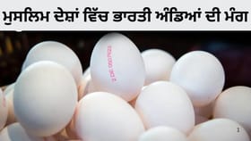 ਓਮਾਨ ਭਾਰਤੀ ਅੰਡਿਆਂ ਦਾ ਸਭ ਤੋਂ ਵੱਡਾ ਖਰੀਦਦਾਰ ਕਿਉਂ? ਜਿੱਥੇ PM ਮੋਦੀ ਦਾ ਦੌਰਾ...