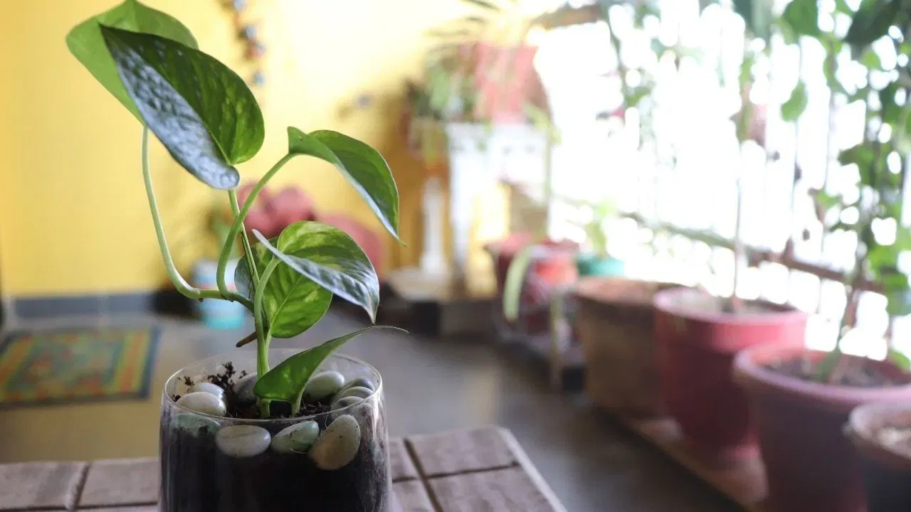 ਮਨੀ ਪਲਾਂਟ ਨੂੰ ਧਨ-ਆਕਰਸ਼ਿਤ ਕਰਨ ਵਾਲਾ ਪੌਦਾ ਮੰਨਿਆ ਜਾਂਦਾ ਹੈ। ਜਦੋਂ ਇੱਕ ਸਿੱਕਾ ਇਸਦੇ ਨੇੜੇ ਰੱਖਿਆ ਜਾਂਦਾ ਹੈ ਜਾਂ ਜ਼ਮੀਨ ਵਿੱਚ ਲਗਾਇਆ ਜਾਂਦਾ ਹੈ, ਤਾਂ ਇਹ ਦੌਲਤ ਨੂੰ ਤੇਜ਼ੀ ਨਾਲ ਆਕਰਸ਼ਿਤ ਕਰਦਾ ਹੈ। ਸਿੱਕਾ ਖੁਦ ਦੌਲਤ ਦਾ ਪ੍ਰਤੀਕ ਹੈ, ਅਤੇ ਦੌਲਤ ਨਾਲ ਇਸਦਾ ਸਬੰਧ ਪੈਸੇ ਦੇ ਪ੍ਰਵਾਹ ਲਈ ਨਵੇਂ ਰਸਤੇ ਖੋਲ੍ਹਣ ਵਿੱਚ ਮਦਦ ਕਰਦਾ ਹੈ। (ਚਿੱਤਰ ਸ਼ਿਸ਼ਟਾਚਾਰ: ਵਿਸਕ)