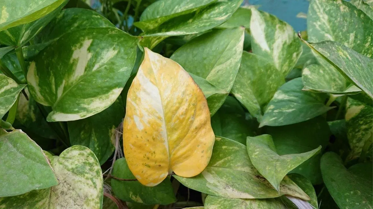 ਜੋਤਿਸ਼ ਸ਼ਾਸਤਰ ਦੇ ਅਨੁਸਾਰ, ਮਨੀ ਪਲਾਂਟ ਧੰਨ ਦੀ ਦੇਵੀ ਲਕਸ਼ਮੀ ਨਾਲ ਜੁੜਿਆ ਹੋਇਆ ਹੈ। ਮਨੀ ਪਲਾਂਟ ਵਿੱਚ ਸਿੱਕਾ ਦੱਬਣ ਨਾਲ ਦੇਵੀ ਲਕਸ਼ਮੀ ਪ੍ਰਸੰਨ ਹੁੰਦੀ ਹੈ ਅਤੇ ਪਰਿਵਾਰ ਨੂੰ ਆਪਣਾ ਆਸ਼ੀਰਵਾਦ ਦਿੰਦੀ ਹੈ। ਇਹ ਯਕੀਨੀ ਬਣਾਉਂਦਾ ਹੈ ਕਿ ਘਰ ਦੌਲਤ ਅਤੇ ਖੁਸ਼ਹਾਲੀ ਨਾਲ ਭਰਿਆ ਹੋਵੇ। (ਚਿੱਤਰ ਸ਼ਿਸ਼ਟਾਚਾਰ: ਵਿਸਕ)