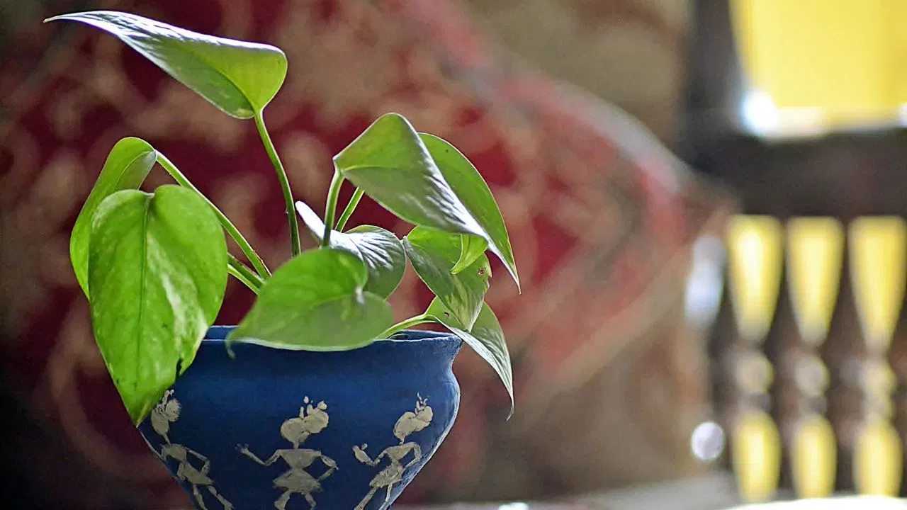 ਇਹ ਮੰਨਿਆ ਜਾਂਦਾ ਹੈ ਕਿ ਜਿਵੇਂ-ਜਿਵੇਂ ਮਨੀ ਪਲਾਂਟ ਵਧਦਾ ਹੈ, ਘਰ ਦੀ ਆਮਦਨ ਵੀ ਵਧਦੀ ਹੈ। ਮਨੀ ਪਲਾਂਟ ਵਿੱਚ ਸਿੱਕਾ ਲਗਾਉਣ ਨਾਲ ਕਰੀਅਰ ਅਤੇ ਕਾਰੋਬਾਰ ਦੀ ਤੇਜ਼ੀ ਨਾਲ ਤਰੱਕੀ ਹੁੰਦੀ ਹੈ। (ਚਿੱਤਰ ਸ਼ਿਸ਼ਟਾਚਾਰ: ਵਿਸਕ)