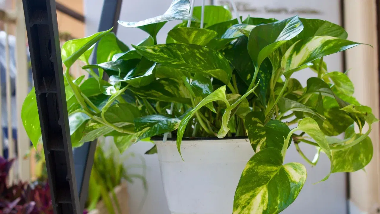 ਮਨੀ ਪਲਾਂਟ ਨੂੰ  ਅਜਿਹਾ ਪੌਦਾ ਮੰਨਿਆ ਜਾਂਦਾ ਹੈ ਜੋ ਘਰ ਵਿੱਚ ਸਕਾਰਾਤਮਕ ਊਰਜਾ ਲਿਆਉਂਦਾ ਹੈ। ਇਸ ਵਿੱਚ ਸਿੱਕਾ ਦੱਬਣ ਨਾਲ ਸਕਾਰਾਤਮਕ ਊਰਜਾ ਦਾ ਪ੍ਰਵਾਹ ਵਧਦਾ ਹੈ, ਘਰ ਵਿੱਚ ਸ਼ਾਂਤੀ ਅਤੇ ਖੁਸ਼ਹਾਲੀ ਬਣੀ ਰਹਿੰਦੀ ਹੈ। ਨਕਾਰਾਤਮਕ ਊਰਜਾ ਦੂਰ ਹੋ ਜਾਂਦੀ ਹੈ, ਅਤੇ ਮਾਹੌਲ ਵਧੇਰੇ ਸ਼ਾਂਤ ਅਤੇ ਖੁਸ਼ਹਾਲ ਹੋ ਜਾਂਦਾ ਹੈ। (ਚਿੱਤਰ ਸ਼ਿਸ਼ਟਾਚਾਰ: ਵਿਸਕ)