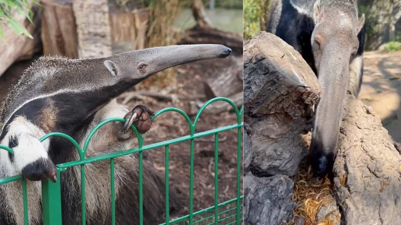 Weird Video: ਕੀੜਿਆਂ ਦਾ ਕਾਲ ਹੈ ਇਹ ਜਾਨਵਰ, ਦੇਖਦਿਆਂ ਹੀ ਮਿੰਟਾਂ ਚ ਕਰ ਜਾਂਦਾ ਹੈ ਸਫ਼ਾਚੱਟ, ਯਕੀਨ ਨਹੀਂ ਤਾਂ ਖੁਦ ਦੇਖ ਲਵੋ