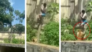 ਮੌਤ ਦਾ Live Stunt: ਸ਼ਖਸ ਨੇ ਬਾੜੇ ਵਿੱਚ ਮਾਰੀ ਛਾਲ, ਸ਼ੇਰਨੀ ਨੇ ਪਲਕ ਝਪਕਦਿਆਂ ਹੀ ਬਣਾ ਲਿਆ ਸ਼ਿਕਾਰ; VIDEO ਵੇਖ ਕੇ ਕੰਬੀ ਲੋਕਾਂ ਦੀ ਰੂਹ