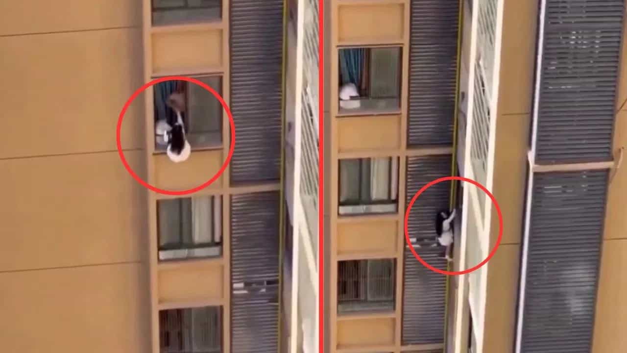 Shocking Video: ਪ੍ਰੇਮੀ ਦੀ ਪਤਨੀ ਨੂੰ ਦੇਖ ਕੇ 10ਵੀਂ ਮੰਜ਼ਿਲ ਤੋਂ ਲਟਕੀ ਪ੍ਰੇਮਿਕਾ! ਫਿਲਮੀ ਸਟਾਈਲ ਚ ਆਸ਼ਿਕ ਦੇ ਘਰ ਹੋਇਆ ਡਰਾਮਾ; ਦੇਖੋ ਵੀਡੀਓ Shocking Video: ਪ੍ਰੇਮੀ ਦੀ ਪਤਨੀ ਨੂੰ ਦੇਖ ਕੇ 10ਵੀਂ ਮੰਜ਼ਿਲ ਤੋਂ ਲਟਕੀ ਪ੍ਰੇਮਿਕਾ! ਫਿਲਮੀ ਸਟਾਈਲ ਚ ਆਸ਼ਿਕ ਦੇ ਘਰ ਹੋਇਆ ਡਰਾਮਾ; ਦੇਖੋ ਵੀਡੀਓ