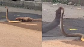 Viral Video: ਕੋਬਰਾ ਅਤੇ ਇੰਝ ਟੁੱਟਿਆ ਨਿਓਲਾ, ਵਿਚਕਾਰ ਸੜਕ ਦੇ ਖ਼ਤਰਨਾਕ ਲੜਾਈ ਦਾ