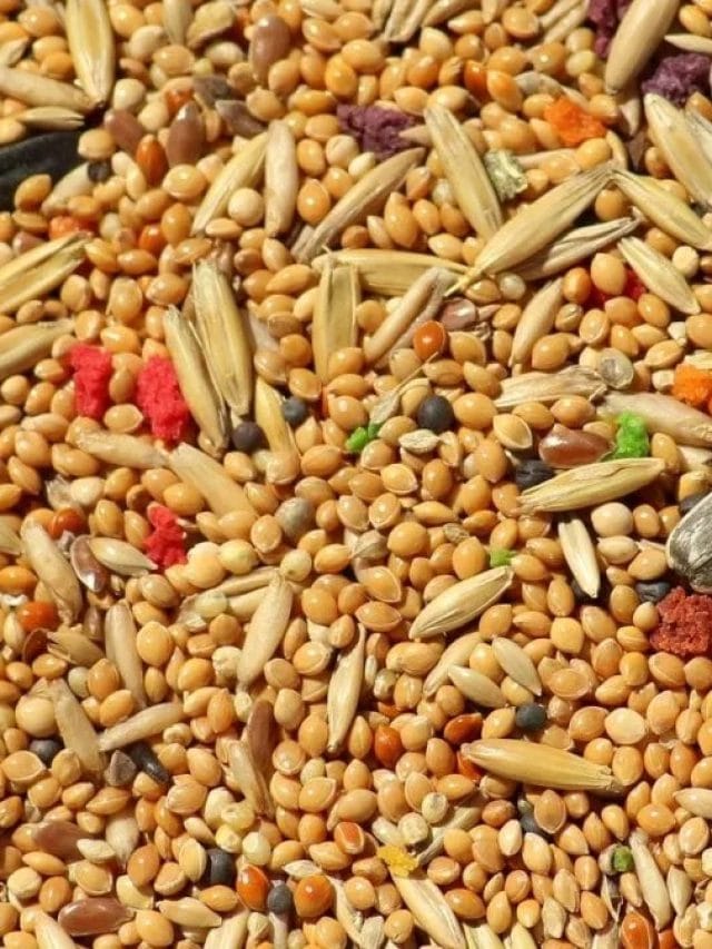 ਅਨਾਜ ਦੇ ਵੱਖ-ਵੱਖ ਟਾਇਪ ਅਤੇ ਕੀ ਫਾਇਦੇ ਹਨ?