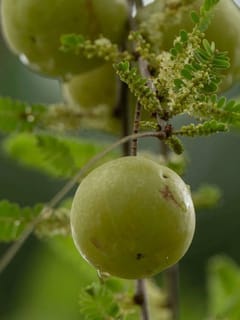 ਆਂਵਲਾ ਖਾਣ ਦਾ ਸਹੀ ਤਰੀਕਾ ਕੀ ਹੈ,ਐਕਸਪਰਟ ਤੋਂ ਜਾਣੋ...