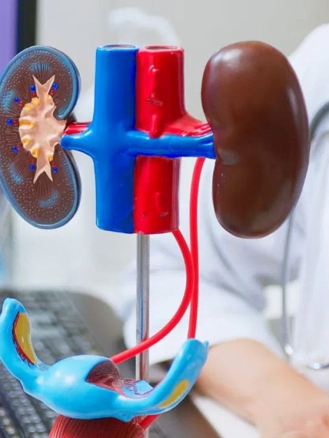 ਸਰਦੀਆਂ ਵਿੱਚ ਇਹ ਹਰਬਲ ਚੀਜ਼ਾਂ ਖਾਓ, ਕਿਡਨੀ ਦੀ ਗੰਦਗੀ ਹੋ ਜਾਵੇਗੀ ਸਾਫ਼