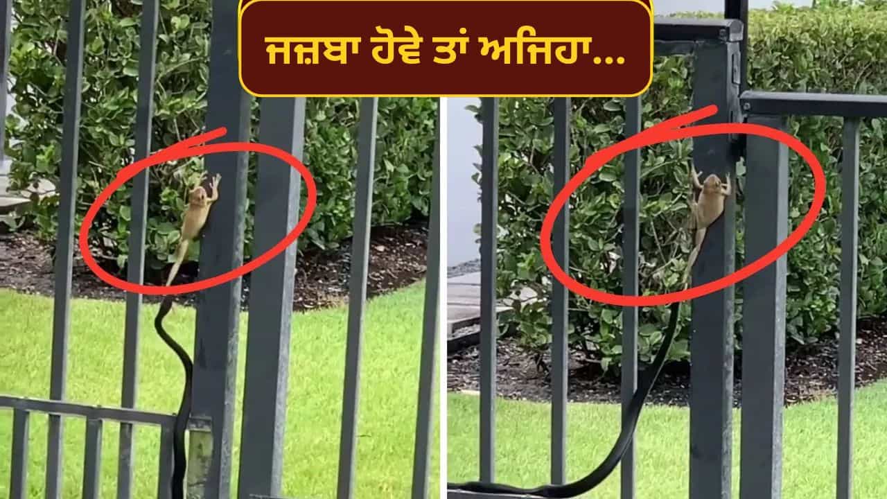 Viral Video: ਮੌਤ ਦੇ ਮੁੰਹ ਚੋਂ ਬੱਚਿਆ ਡੱਡੂ! ਦੇਖੋ ਕਿਵੇਂ ਸੱਪ ਦੀ ਪਕੜ ਤੋਂ ਛੁੱਟੀ ਜਾਨ, ਜਿੱਤੀ ਜਿੰਦਗੀ ਦੀ ਜੰਗ Viral Video: ਮੌਤ ਦੇ ਮੁੰਹ ਚੋਂ ਬੱਚਿਆ ਡੱਡੂ! ਦੇਖੋ ਕਿਵੇਂ ਸੱਪ ਦੀ ਪਕੜ ਤੋਂ ਛੁੱਟੀ ਜਾਨ, ਜਿੱਤੀ ਜਿੰਦਗੀ ਦੀ ਜੰਗ