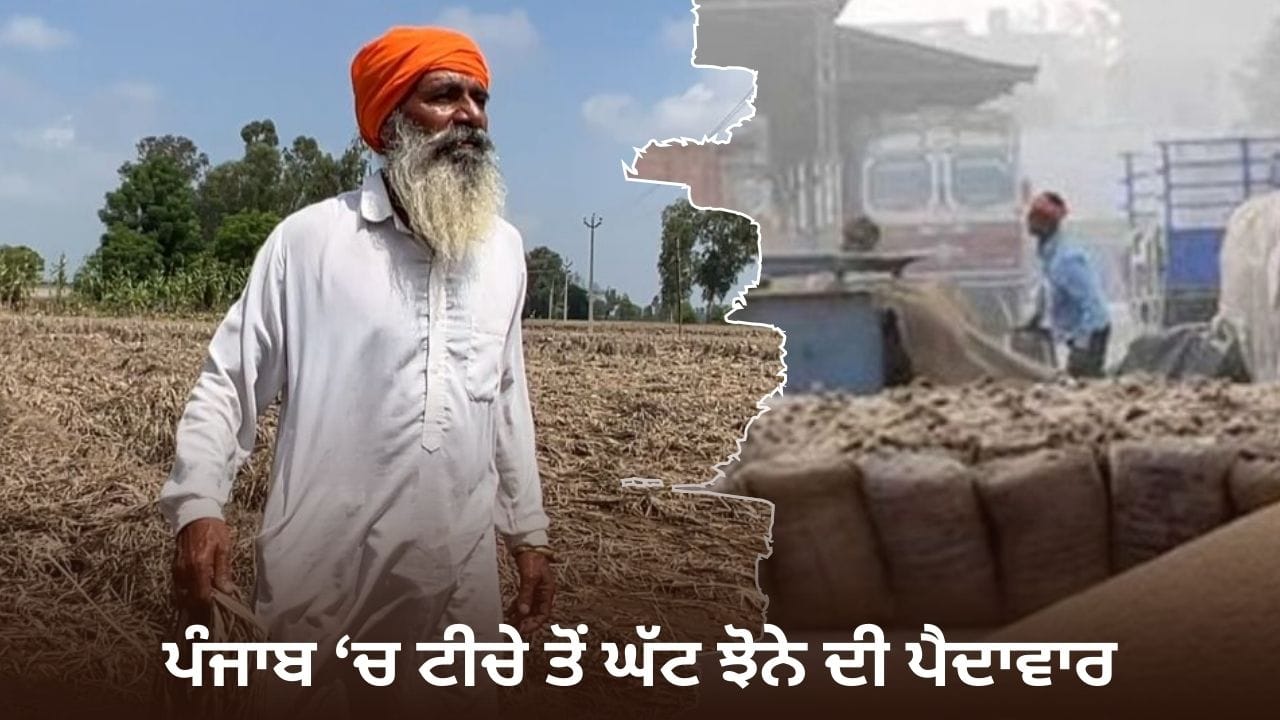 ਪੰਜਾਬ 'ਚ ਝੋਨੇ ਦੀ ਫਸਲ 'ਤੇ ਹੜ੍ਹ ਦੀ ਮਾਰ... ਟੀਚੇ ਤੋਂ 24 ਲੱਖ ਮੈਟ੍ਰਿਕ ਟਨ ਘੱਟ ਪੈਦਾਵਾਰ