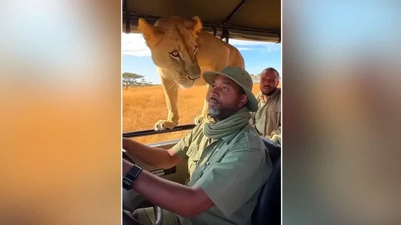 Viral Video: ਸਫਾਰੀ ਜੀਪ ਵਿੱਚ ਵੜ ਗਈ ਸ਼ੇਰਨੀ, ਡਰਾਈਵਰ ਦੇ ਚਿਹਰੇ ਨੂੰ ਸੁੰਘਿਆ, ਫੇਰ ਜੋ ਹੋਇਆ...