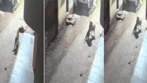 ਕੁੱਤੇ ਦੇ ਹੌਂਸਲੇ ਅੱਗੇ ਧਰੀ ਰਹਿ ਗਈ ਤੇਂਦੁਏ ਦੀ ਦਾਦਾਗਿਰੀ, ਵਾਇਰਲ ਹੋਇਆ VIDEO