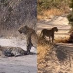 Viral Video: ਆਪਸ ਵਿੱਚ ਭਿੜ ਗਏ ਤੇਂਦੁਏ, ਦੇਖੋ ਜ਼ਿੰਦਗੀ ਅਤੇ ਮੌਤ ਦੀ ਇਹ ਭਿਆਨਕ ਜੰਗ