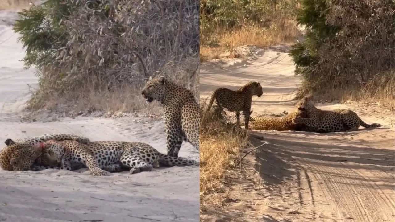 Viral Video: ਆਪਸ ਵਿੱਚ ਭਿੜ ਗਏ ਤੇਂਦੁਏ, ਦੇਖੋ ਜ਼ਿੰਦਗੀ ਅਤੇ ਮੌਤ ਦੀ ਇਹ ਭਿਆਨਕ ਜੰਗ Viral Video: ਆਪਸ ਵਿੱਚ ਭਿੜ ਗਏ ਤੇਂਦੁਏ, ਦੇਖੋ ਜ਼ਿੰਦਗੀ ਅਤੇ ਮੌਤ ਦੀ ਇਹ ਭਿਆਨਕ ਜੰਗ