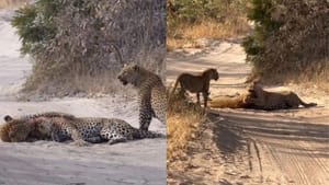 Viral Video: ਆਪਸ 'ਚ ਭਿੜ ਗਏ ਤੇਂਦੁਏ, ਦੇਖੋ ਜ਼ਿੰਦਗੀ ਤੇ ਮੌਤ ਦੀ ਇਹ ਭਿਆਨਕ ਜੰਗ Viral Video: ਆਪਸ 'ਚ ਭਿੜ ਗਏ ਤੇਂਦੁਏ, ਦੇਖੋ ਜ਼ਿੰਦਗੀ ਤੇ ਮੌਤ ਦੀ ਇਹ ਭਿਆਨਕ ਜੰਗ