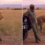 Viral Video: ਗੱਡੀ ਦੇ ਬਾਹਰ ਖੜ੍ਹਾ ਸੀ ਸ਼ਖਸ, ਉੱਤੋਂ ਆ ਗਿਆ ਸ਼ੇਰ, ਫੇਰ ਜੋ ਹੋਇਆ, ਵੇਖ ਕੇ ਦੰਦਾਂ ਥੱਲੇ ਦਬਾ ਲਵੋਗੇ ਉਂਗਲਾਂ