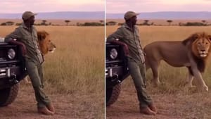 ਗੱਡੀ ਦੇ ਬਾਹਰ ਖੜ੍ਹਾ ਸੀ ਸ਼ਖਸ, ਉੱਤੋਂ ਆ ਗਿਆ ਸ਼ੇਰ, ਫੇਰ ਕੀ ਹੋਇਆ, ਵੇਖੋ VIDEO ਗੱਡੀ ਦੇ ਬਾਹਰ ਖੜ੍ਹਾ ਸੀ ਸ਼ਖਸ, ਉੱਤੋਂ ਆ ਗਿਆ ਸ਼ੇਰ, ਫੇਰ ਕੀ ਹੋਇਆ, ਵੇਖੋ VIDEO