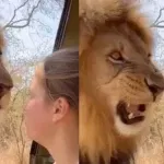 ਸ਼ੇਰ ਨੇ ਕੁੜੀ ਨੂੰ ਦਿਖਾਈਆਂ ਅੱਖਾਂ, ਫਿਰ ਜੋ ਹੋਇਆ…ਦੇਖ ਕੇ ਨਹੀਂ ਹੋਵੇਗਾ ਯਕੀਨ