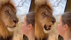 ਸ਼ੇਰ ਨੇ ਕੁੜੀ ਨੂੰ ਦਿਖਾਈਆਂ ਅੱਖਾਂ, ਫਿਰ ਜੋ ਹੋਇਆ...ਦੇਖ ਕੇ ਨਹੀਂ ਹੋਵੇਗਾ ਯਕੀਨ