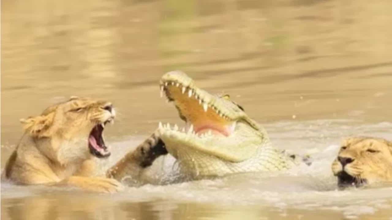 Shocking Video: ਮਗਰਮੱਛ ਦੇ ਜਬਾੜਿਆਂ ਵਿੱਚ ਫਸੇ ਸਨ ਸ਼ੇਰਨੀ ਦੇ ਬੱਚੇ, ਪਰ ਇੱਕ ਦਹਾੜ ਬਣੀ ਸੁਰੱਖਿਆ ਕਵਚ