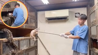 Viral Video: ਜਾਨ ਦਾਅ ‘ਤੇ ਲਗਾ ਕੇ ਅਜਗਰਾਂ ਨੂੰ ਇੰਝ ਖੁਆਇਆ ਜਾਂਦਾ ਹੈ ਖਾਣਾ, ਵੀਡੀਓ ਦੇਖ ਕੇ ਕੰਬ ਜਾਵੇਗੀ ਰੂਹ