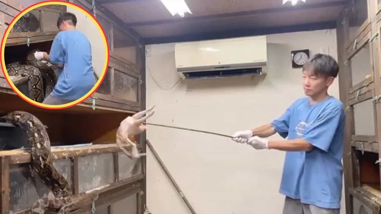 Viral Video: ਜਾਨ ਦਾਅ ਤੇ ਲਗਾ ਕੇ ਅਜਗਰਾਂ ਨੂੰ ਇੰਝ ਖੁਆਇਆ ਜਾਂਦਾ ਹੈ ਖਾਣਾ, ਵੀਡੀਓ ਦੇਖ ਕੇ ਕੰਬ ਜਾਵੇਗੀ ਰੂਹ Viral Video: ਜਾਨ ਦਾਅ ਤੇ ਲਗਾ ਕੇ ਅਜਗਰਾਂ ਨੂੰ ਇੰਝ ਖੁਆਇਆ ਜਾਂਦਾ ਹੈ ਖਾਣਾ, ਵੀਡੀਓ ਦੇਖ ਕੇ ਕੰਬ ਜਾਵੇਗੀ ਰੂਹ