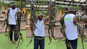 Video: ਸੱਪਾਂ ਨੂੰ ਖਿਡੌਣਾ ਸਮਝ ਕੇ ਉਨ੍ਹਾਂ ਨਾਲ ਖੇਡਣ ਲੱਗਿਆ ਬੰਦਾ, ਸਹਿਮੇ ਲੋਕ