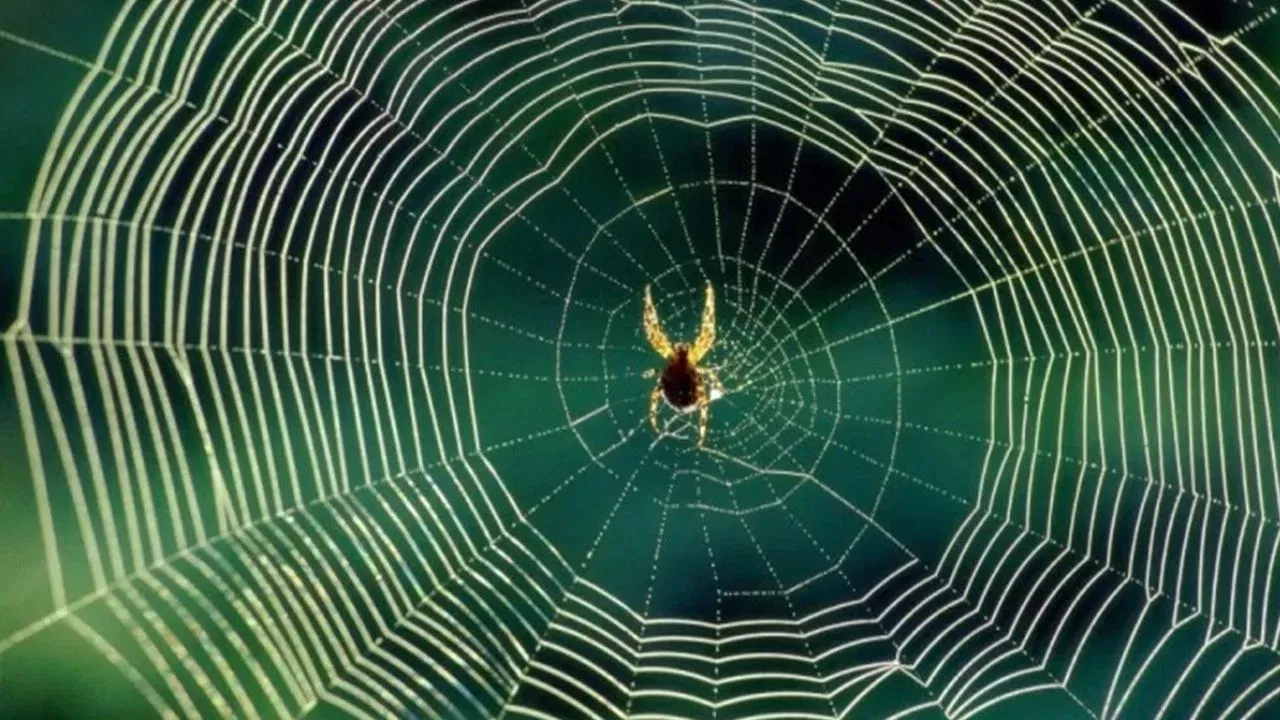 ਘਰ ਚੋਂ ਮੱਕੜੀ ਦੇ ਜਾਲੇ ਹਟਾਓ: ਵਾਸਤੂ ਦੇ ਅਨੁਸਾਰ ਆਪਣੀ ਵਿੱਤੀ ਸਥਿਤੀ ਨੂੰ ਮਜ਼ਬੂਤ ਕਰਨ ਲਈ, ਯਕੀਨੀ ਬਣਾਓ ਕਿ ਤੁਹਾਡੇ ਘਰ ਵਿੱਚ ਕਿਤੇ ਵੀ ਮੱਕੜੀ ਦੇ ਜਾਲੇ ਨਾ ਹੋਣ। ਇਸ ਨਾਲ ਧਨ ਦੇ ਆਉਣ ਦਾ ਰਾਹ ਪੱਧਰਾ ਹੋਵੇਗਾ।