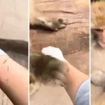 ਬਾਂਦਰ ਨੇ ਦਿਖਾਈ ਗਜ਼ਬ ਦੀ ਇਨਸਾਨੀਅਤ, ਵੀਡਿਓ ਦੇਖ ਖੁਸ਼ ਹੋ ਜਾਵੇਗਾ ਤੁਹਾਡਾ ਦਿਲ