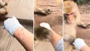 ਬਾਂਦਰ ਨੇ ਦਿਖਾਈ ਗਜ਼ਬ ਦੀ ਇਨਸਾਨੀਅਤ, ਵੀਡਿਓ ਦੇਖ ਖੁਸ਼ ਹੋ ਜਾਵੇਗਾ ਤੁਹਾਡਾ ਦਿਲ