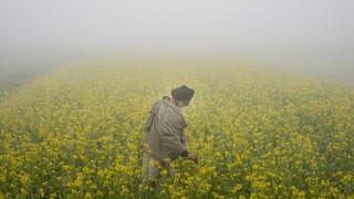 ਪੰਜਾਬ: ਅੱਜ ਵੀ ਧੁੰਦ ਤੋਂ ਕੋਈ ਰਾਹਤ ਨਹੀਂ, ਅਲਰਟ ਜਾਰੀ; ਘੱਟੋ-ਘੱਟ ਤਾਪਮਾਨ 2.4 ਡਿਗਰੀ ਰਿਹਾ