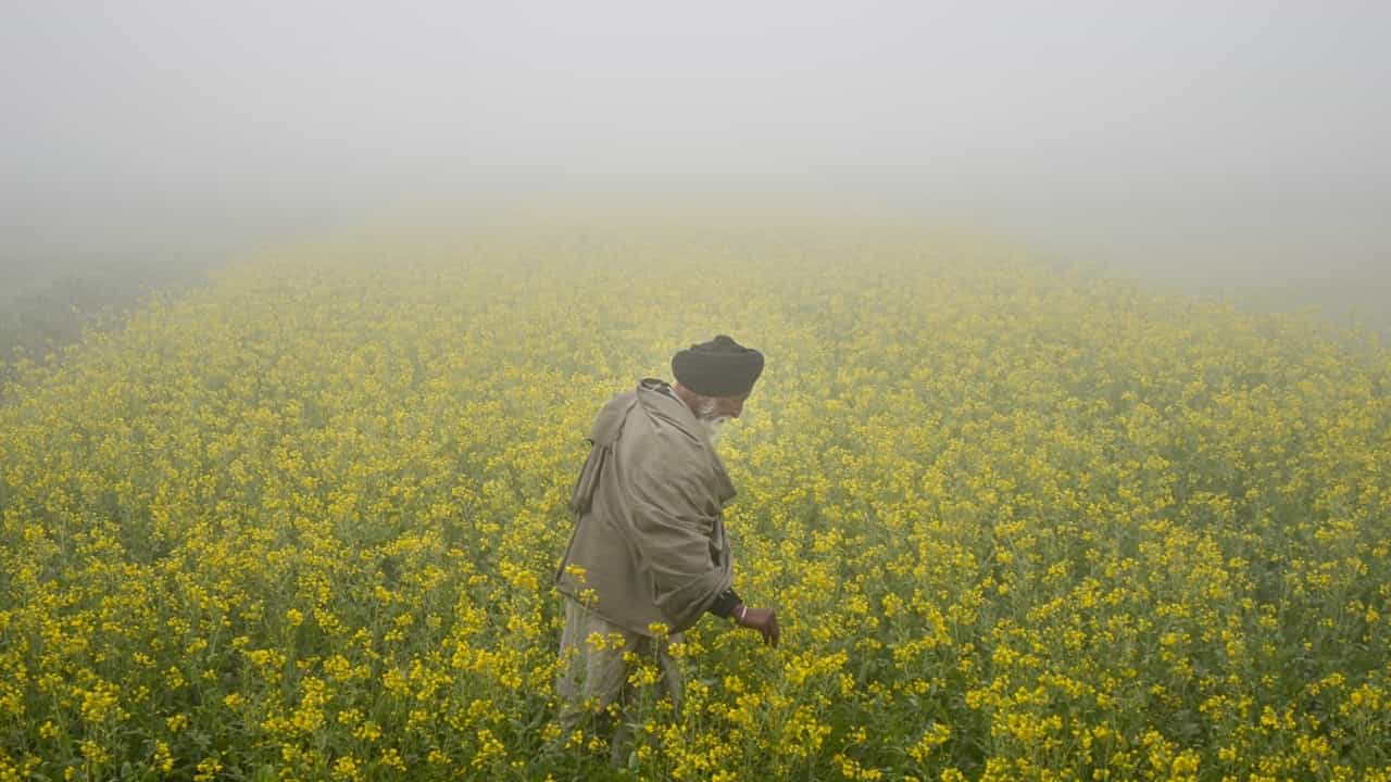 ਪੰਜਾਬ: ਅੱਜ ਵੀ ਧੁੰਦ ਤੋਂ ਕੋਈ ਰਾਹਤ ਨਹੀਂ, ਅਲਰਟ ਜਾਰੀ; ਘੱਟੋ-ਘੱਟ ਤਾਪਮਾਨ 2.4 ਡਿਗਰੀ ਰਿਹਾ