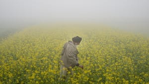 ਪੰਜਾਬ: ਅੱਜ ਵੀ ਧੁੰਦ ਤੋਂ ਰਾਹਤ ਨਹੀਂ, ਅਲਰਟ ਜਾਰੀ; ਘੱਟੋ-ਘੱਟ ਤਾਪਮਾਨ 2.4 ਡਿਗਰੀ