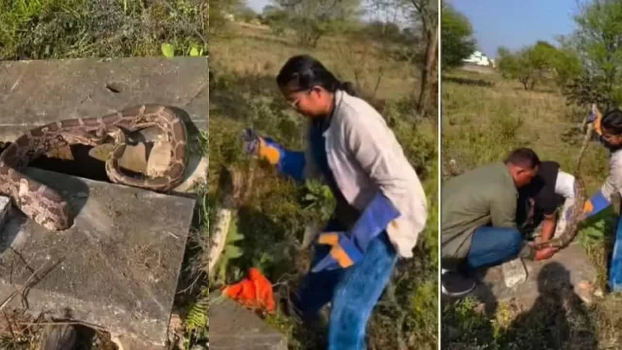 Viral Video: ਮੈਨਹੋਲ ਵਿੱਚ ਬੁਰੀ ਤਰ੍ਹਾਂ ਨਾਲ ਫੱਸ ਗਿਆ ਅਜਗਰ, ਬਚਾਉਣ ਆਈ ਔਰਤ ਨੇ ਕੀਤਾ ਹੈਰਾਨ ਕਰਨ ਵਾਲਾ ਜੁਗਾੜ