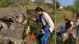 Video: ਮੈਨਹੋਲ ਵਿੱਚ ਬੁਰੀ ਤਰ੍ਹਾਂ ਫੱਸਿਆ ਅਜਗਰ, ਬਚਾਉਣ ਆਈ ਔਰਤ ਨੇ ਕੀਤਾ ਇਹ ਕੰਮ