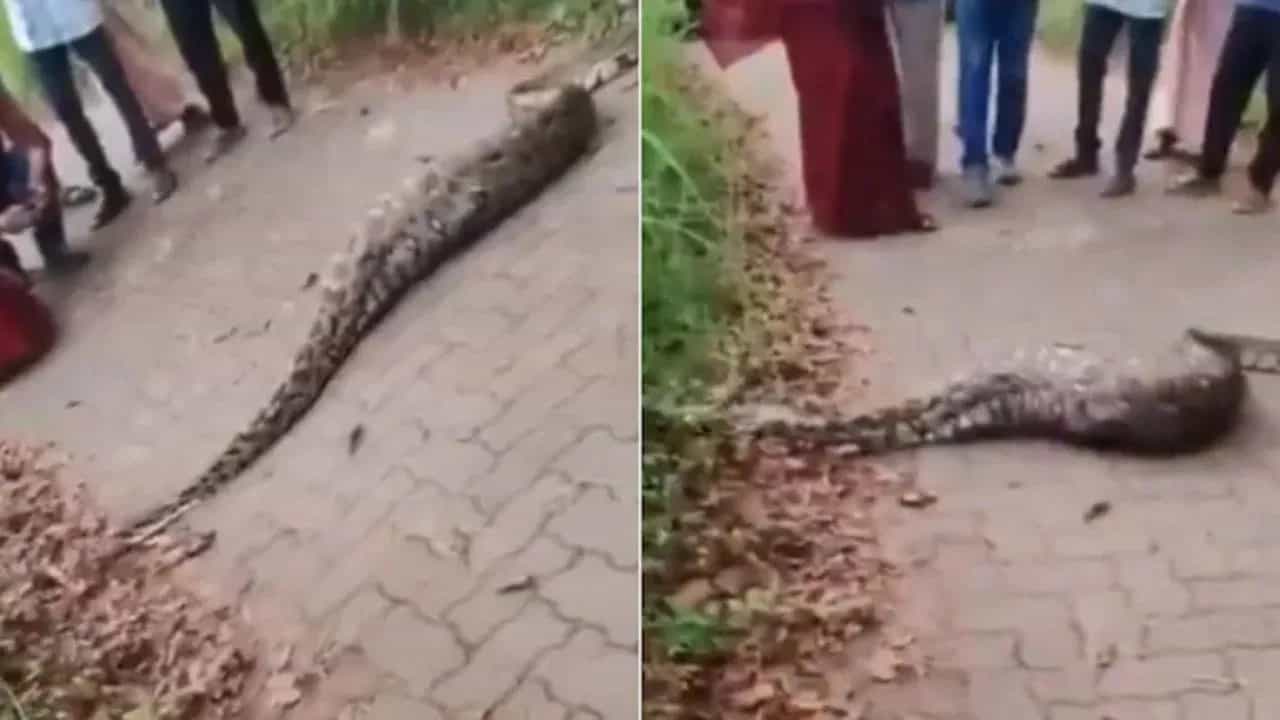 Python Shocking Video: ਹਿਰਨ ਨੂੰ ਨਿਗਲਣ ਤੋਂ ਬਾਅਦ ਅਜਿਹੀ ਹੋਈ ਅਜਗਰ ਦੀ ਹਾਲਤ, ਲੂ-ਕੰਡੇ ਖੜੇ ਕਰਨ ਵਾਲਾ ਵੀਡੀਓ ਹੋਇਆ ਵਾਇਰਲ