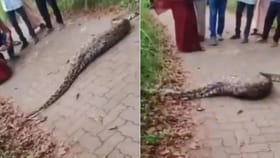 Python Shocking Video: ਹਿਰਨ ਨੂੰ ਨਿਗਲਣ ਤੋਂ ਬਾਅਦ ਅਜਿਹੀ ਹੋਈ ਅਜਗਰ ਦੀ ਹਾਲਤ, ਲੂ-ਕੰਡੇ ਖੜੇ ਕਰਨ ਵਾਲਾ ਵੀਡੀਓ ਹੋਇਆ ਵਾਇਰਲ...