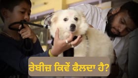 ਕੀ ਕੁੱਤੇ ਦਾ ਜੂਠਾ ਦੁੱਧ ਪੀਣ ਨਾਲ ਰੇਬੀਜ ਹੁੰਦਾ ਹੈ? ਜਾਣੋ ਡਾਕਟਰ ਕੀ ਕਹਿੰਦੇ ਹਨ