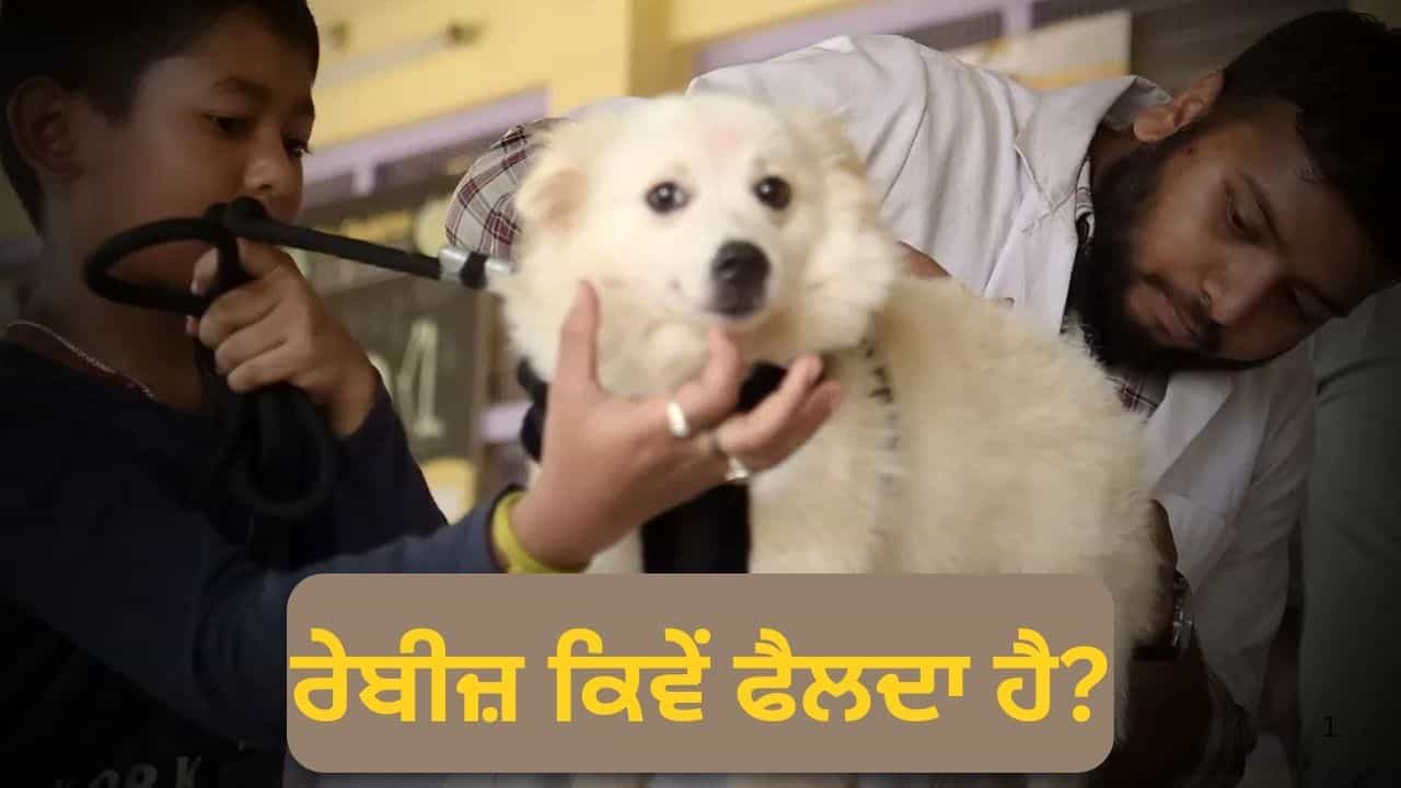 ਜੇਕਰ ਕੁੱਤਾ ਦੁੱਧ ਜੂਠਾ ਕਰ ਦੇ ਅਤੇ ਕੋਈ ਵਿਅਕਤੀ ਇਸ ਨੂੰ ਪੀ ਲਵੇ, ਤਾਂ ਕੀ ਰੇਬੀਜ ਹੁੰਦਾ ਹੈ?