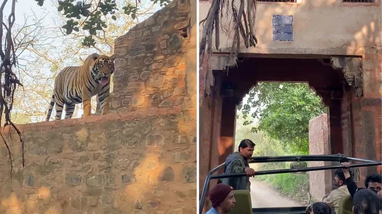 Amazing Video : ਰਣਥੰਭੌਰ ਵਿੱਚ ਸ਼ੇਰ ਖਾਨ ਨੇ ਲਈ ਇੰਨੀ ਜ਼ਬਰਦਸਤ ਐਂਟਰੀ, ਸਵੈਗ ਦੇਖ ਕੇ ਹੈਰਨ ਰਹਿ ਗਏ ਸੈਲਾਨੀ Amazing Video : ਰਣਥੰਭੌਰ ਵਿੱਚ ਸ਼ੇਰ ਖਾਨ ਨੇ ਲਈ ਇੰਨੀ ਜ਼ਬਰਦਸਤ ਐਂਟਰੀ, ਸਵੈਗ ਦੇਖ ਕੇ ਹੈਰਨ ਰਹਿ ਗਏ ਸੈਲਾਨੀ