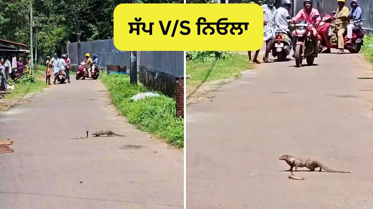 OMG! ਵਿਚਕਾਰ ਸੜਕ ਦੇ ਨਿਓਲੇ ਅਤੇ ਸੱਪ ਵਿਚਕਾਰ ਛਿੜੀ ਆਰ-ਪਾਰ ਦੀ ਜੰਗ, ਕਲਾਈਮੈਕਸ ਦੇਖ ਰੁੱਕ ਗਏ ਲੋਕਾਂ ਦੇ ਸਾਹ