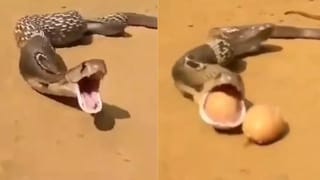 Viral Video: ਸੱਪ ਨੇ ਧੜਾਧੜ ਮੂੰਹ ਵਿੱਚੋਂ ਕੱਢੇ ਅੰਡੇ, ਕਦੇ ਨਹੀਂ ਦੇਖਿਆ ਹੋਵੇਗਾ ਅਜਿਹਾ ਨਜਾਰਾ? ਵੀਡੀਓ ਕਰ ਦੇਵੇਗਾ ਹੈਰਾਨ