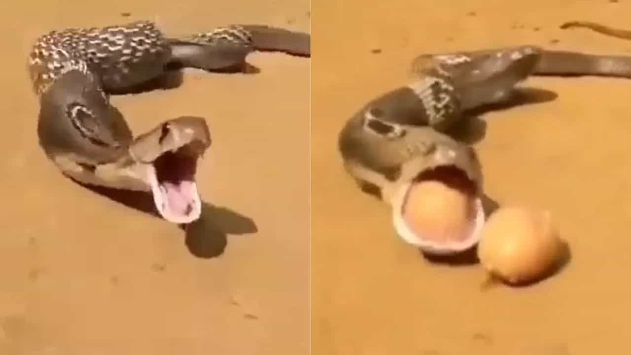 Viral Video: ਸੱਪ ਨੇ ਧੜਾਧੜ ਮੂੰਹ ਵਿੱਚੋਂ ਕੱਢੇ ਅੰਡੇ, ਕਦੇ ਨਹੀਂ ਦੇਖਿਆ ਹੋਵੇਗਾ ਅਜਿਹਾ ਨਜਾਰਾ? ਵੀਡੀਓ ਕਰ ਦੇਵੇਗਾ ਹੈਰਾਨ