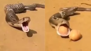 Video: ਸੱਪ ਨੇ ਧੜਾਧੜ ਮੂੰਹ ਚੋਂ ਕੱਢੇ ਅੰਡੇ, ਨਹੀਂ ਦੇਖਿਆ ਹੋਵੇਗਾ ਅਜਿਹਾ ਨਜਾਰਾ Video: ਸੱਪ ਨੇ ਧੜਾਧੜ ਮੂੰਹ ਚੋਂ ਕੱਢੇ ਅੰਡੇ, ਨਹੀਂ ਦੇਖਿਆ ਹੋਵੇਗਾ ਅਜਿਹਾ ਨਜਾਰਾ
