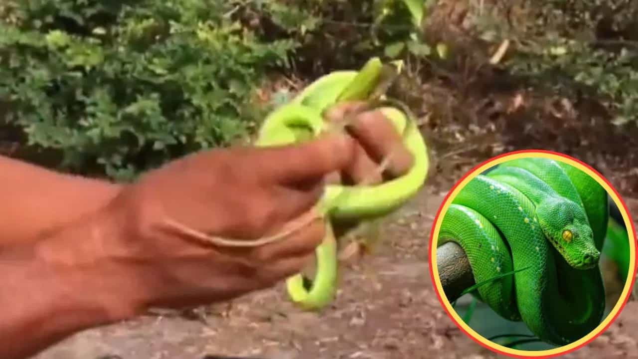 Viral Video: ਸੱਪ ਭਾਈਚਾਰੇ ਵਿੱਚ ਡਰ ਦਾ ਮਾਹੌਲ... ਬੰਦੇ ਨੇ ਕਰ ਦਿੱਤੀ ਅਜਿਹੀ ਹਰਕਤ, ਵੀਡੀਓ ਦੇਖ ਕੇ ਦੰਗ ਰਹਿ ਗਏ ਲੋਕ Viral Video: ਸੱਪ ਭਾਈਚਾਰੇ ਵਿੱਚ ਡਰ ਦਾ ਮਾਹੌਲ... ਬੰਦੇ ਨੇ ਕਰ ਦਿੱਤੀ ਅਜਿਹੀ ਹਰਕਤ, ਵੀਡੀਓ ਦੇਖ ਕੇ ਦੰਗ ਰਹਿ ਗਏ ਲੋਕ