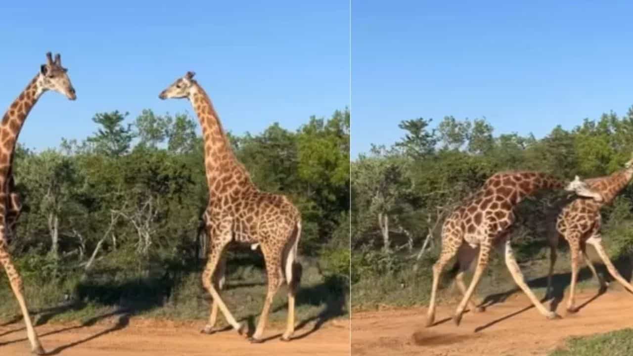 Viral Video: ਆਪਸ ਵਿੱਚ ਭਿੜ ਗਏ ਦੋ ਜਿਰਾਫ਼, ਇੰਝ ਮਜ਼ੇਦਾਰ ਤਰੀਕੇ ਨਾਲ ਕੀਤੀ ਲੜਾਈ; ਵਾਇਰਲ ਹੋ ਗਿਆ ਵੀਡੀਓ Viral Video: ਆਪਸ ਵਿੱਚ ਭਿੜ ਗਏ ਦੋ ਜਿਰਾਫ਼, ਇੰਝ ਮਜ਼ੇਦਾਰ ਤਰੀਕੇ ਨਾਲ ਕੀਤੀ ਲੜਾਈ; ਵਾਇਰਲ ਹੋ ਗਿਆ ਵੀਡੀਓ