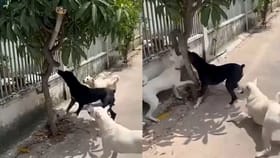 Viral Video: ਕਿੰਗ ਕੋਬਰਾ ਨੂੰ ਦੇਖਦਿਆਂ ਹੀ ਕੁੱਤਿਆਂ ਨੇ ਕੀਤਾ ਹਮਲਾ, ਇਸ AI ਵੀਡੀਓ ਨੇ ਸਭ ਨੂੰ ਕਰ ਦਿੱਤਾ ਹੈਰਾਨ...