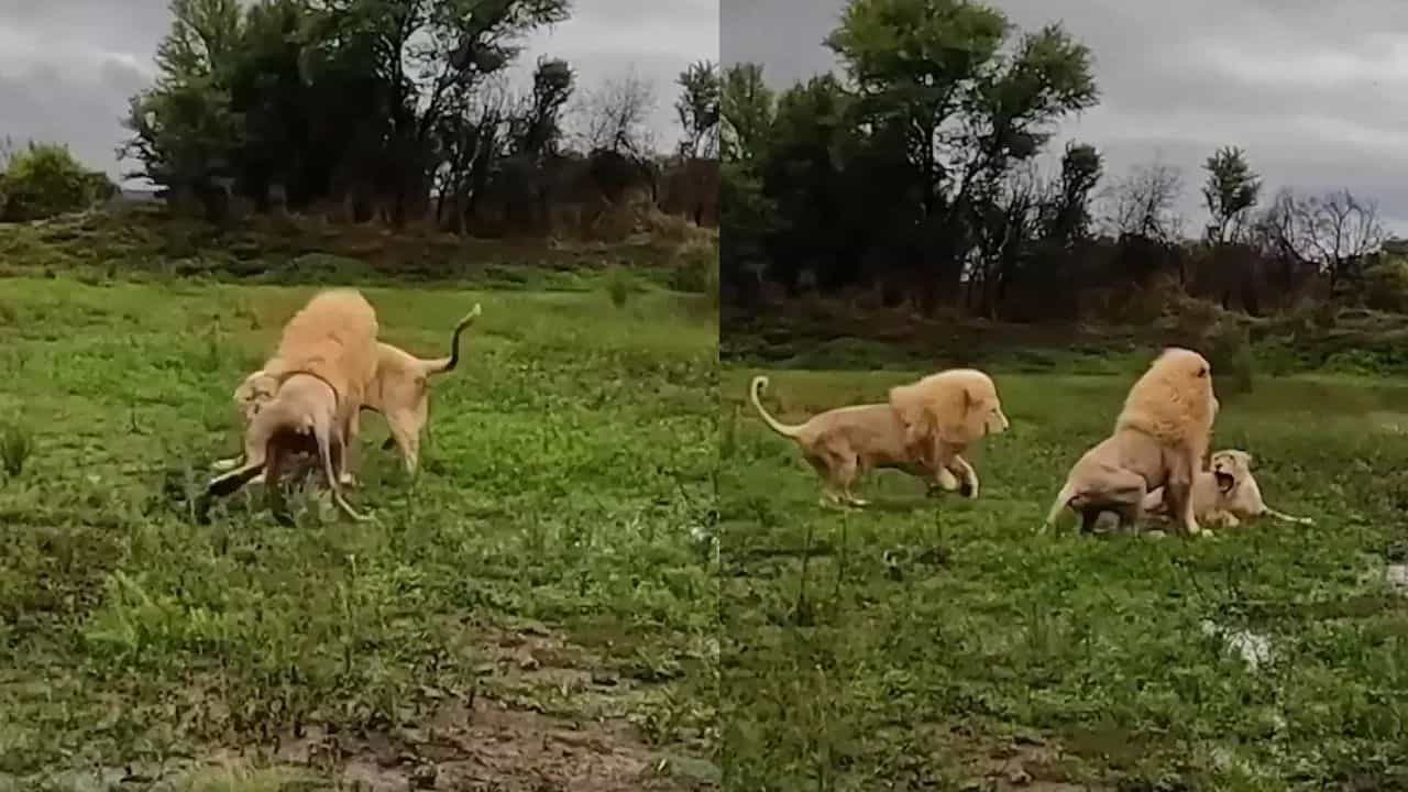 Viral Video: ਸ਼ੇਰ-ਸ਼ੇਰਨੀ ਵਿਚਕਾਰ ਹੋਈ ਭਿਆਨਕ ਲੜਾਈ, ਫਿਰ ਤੀਜੇ ਨੇ ਵਿਗਾੜ ਦਿੱਤੀ ਪੂਰੀ ਖੇਡ